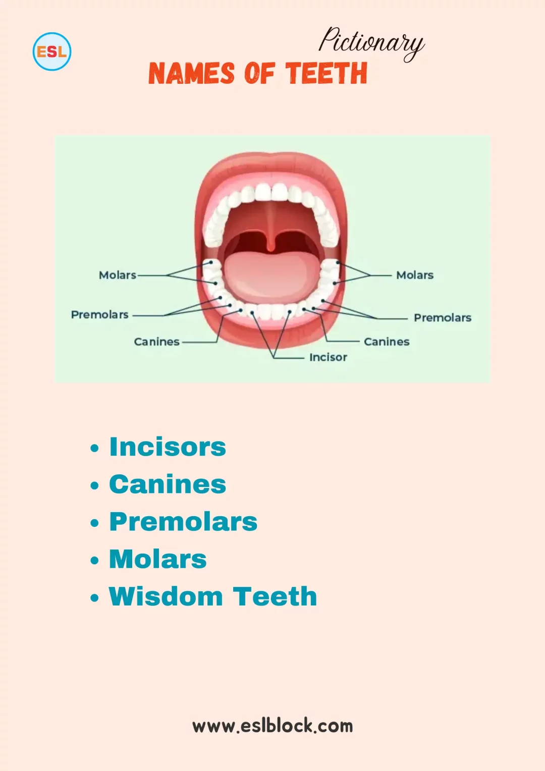 Names of Teeth