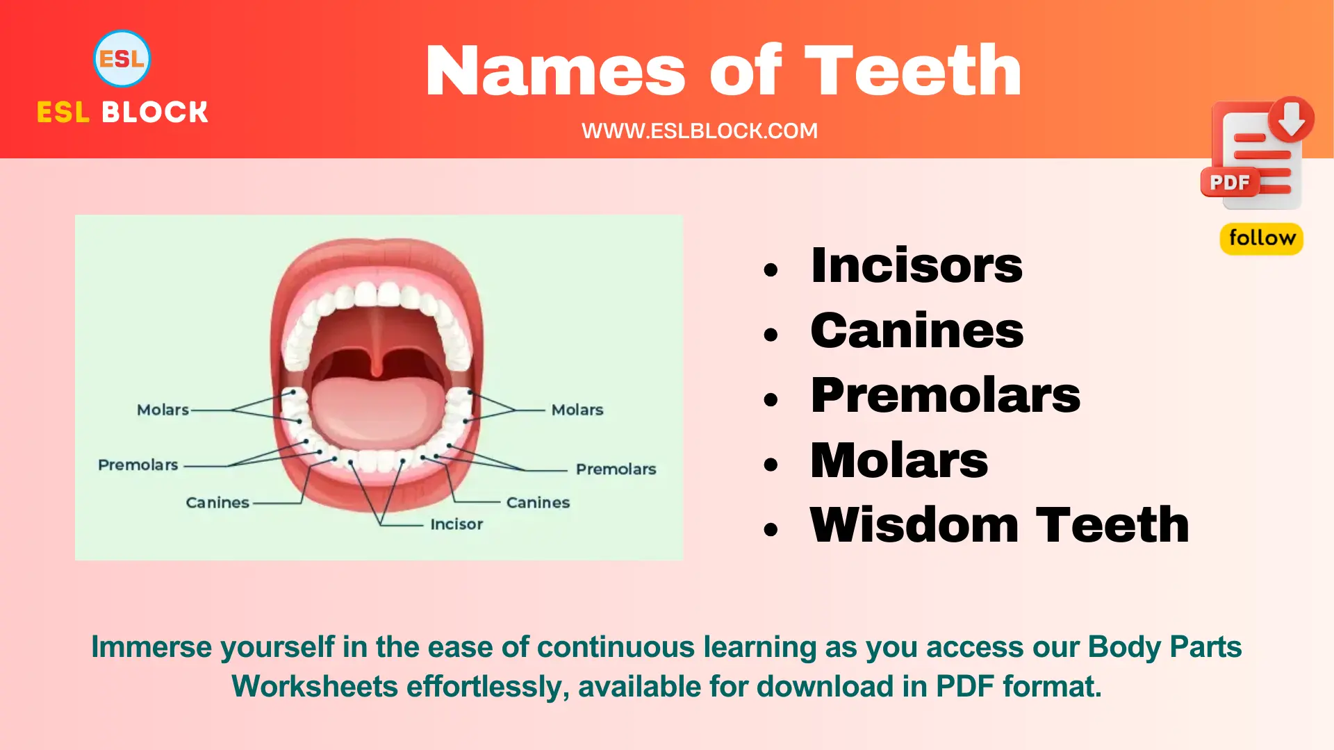 Names of Teeth