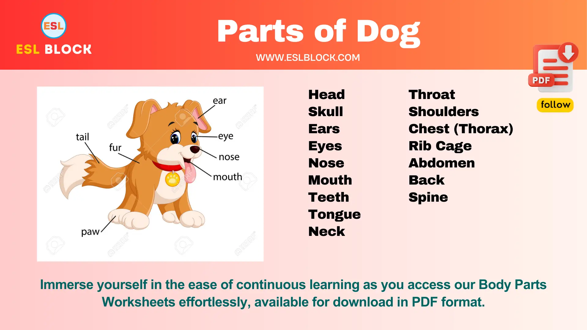 Body Parts of Dog