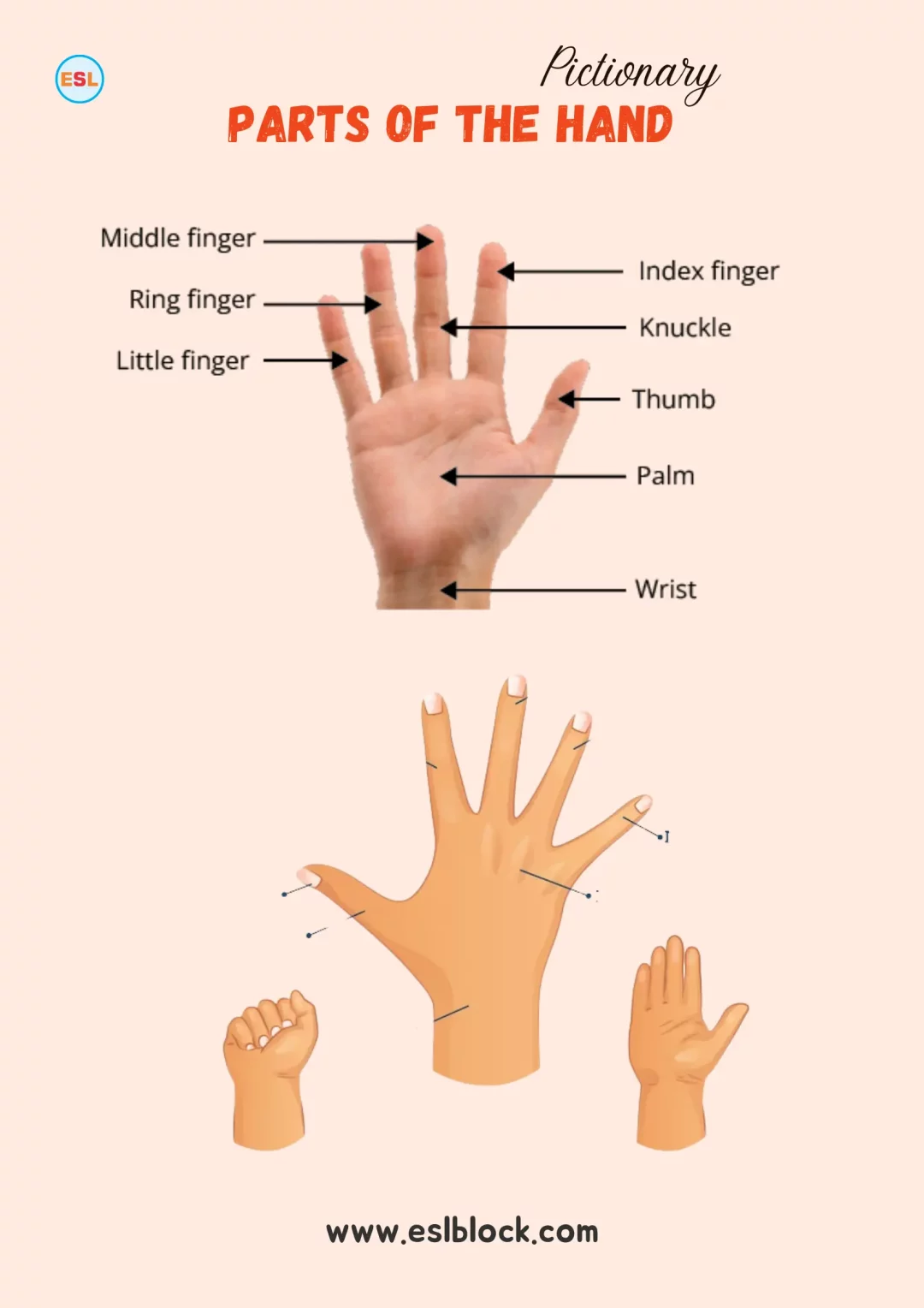 Parts of the Hand with Pictures