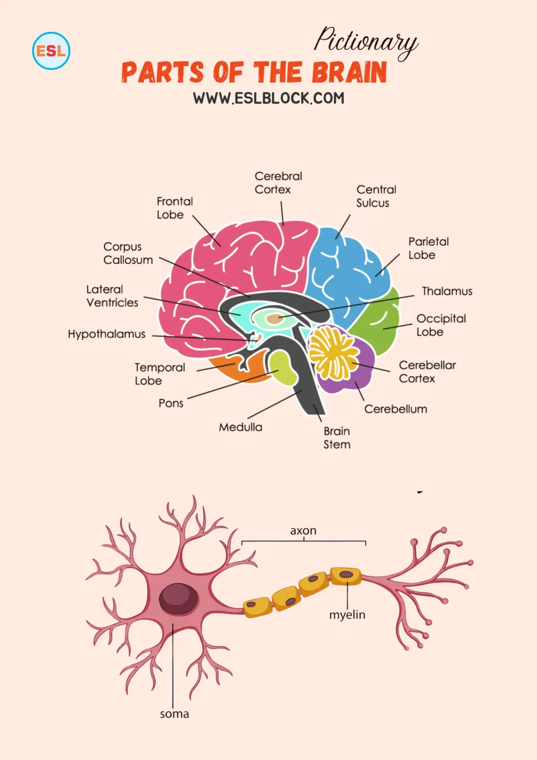 Parts of the Brain