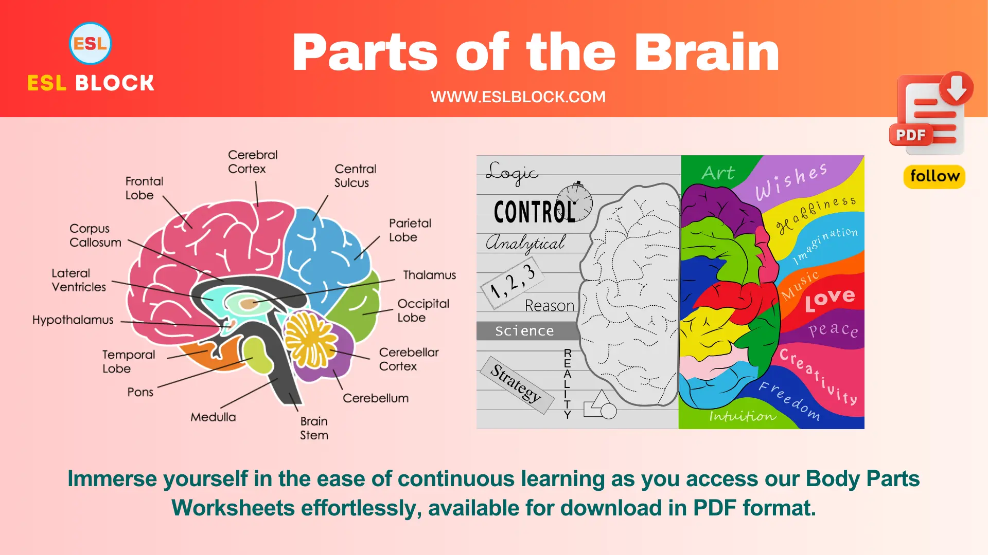 Parts of the Brain