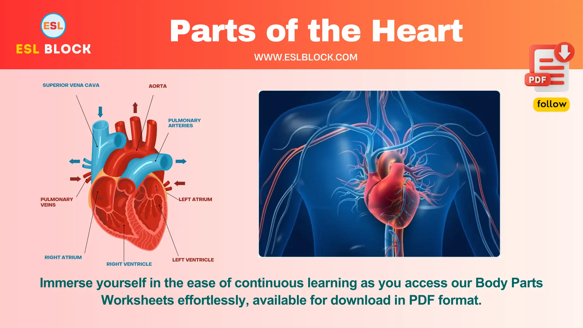 Parts of the Heart