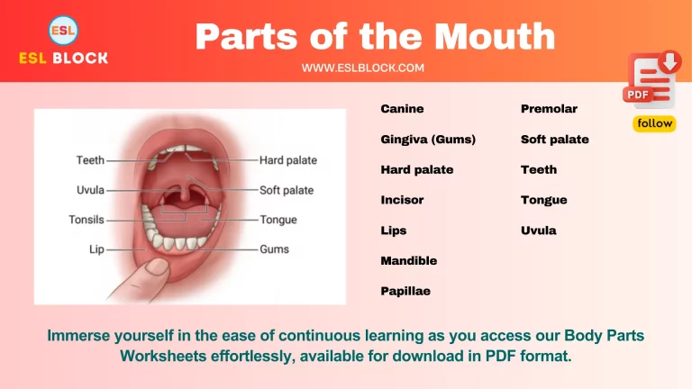 Parts of the Mouth with Pictures